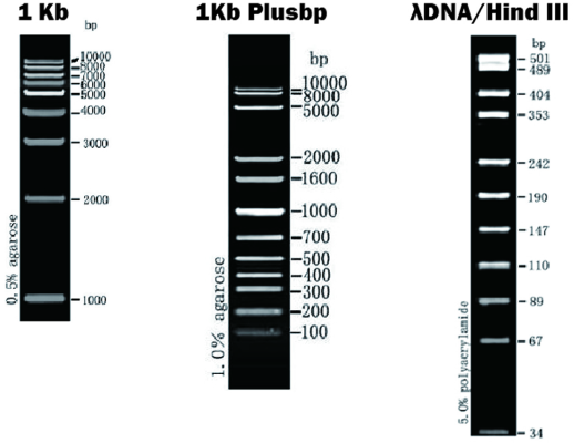 1kb, 1kb Plus, HindIII DNA Marker